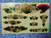 1103-a Decorator Designs Meyercord Nip Sealed Decals