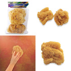 4336955188 Lullingworth Natural Sea Sponges For Artists Unbleached Value Pack Great