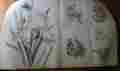 7306 Tri-chem Liquid Embroidery Picture Lot To Paint Flowers Galore 1 Big 5 Smaller