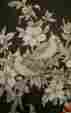 7319 Tri-chem Liquid Embroidery Large 18 X 24 Picture To Paint Cardinal Dogwood Bird
