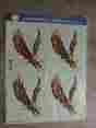 A-54 Decorcal Inc Vtg 1977 Decals Handpainted Eagle Stickers Crafts Decoupage Art