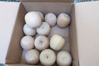 A8027 Apples Artistic Craft Supply Box Of Project-unpainted Surface