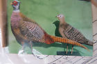 A8044 Patterns--a8044 Artistic Craft Supply Birds Fowl
