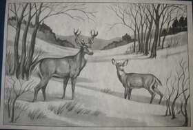 1218 Tri Chem 0893 8230 A Winter Deer Buck And Doe Picture To Paint Trichem
