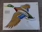 Vdd-1 Vintage Lindgren Turner Large Drake Mallard Duck Decal