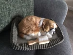 Perfect Petzzz Puppy And Bed Set St Bernard + Brush. Fixed Price $40.29.