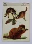 Vintage 1978 Meyercord Decals Raccoons & Beaver Original Sheet + Instruction. Fixed Price $9.99.