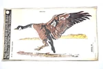 New Vintage 1977 Decorcal Hand Painted Sports & Wildlife Decal Goose. Fixed Price $14.99.