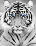 Ricuved Diamond Art Kits For Adults, White Tiger 11.8X15.7 Inch,. Fixed Price $17.51.