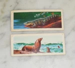 1963 American Zoo Animals Series Welch's Sugar Daddy Sucker Inserts #5 & 13. Fixed Price $18.00.