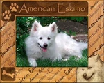 American Eskimo Laser Engraved Wood Picture Frame (5 X 7). Fixed Price $30.99.