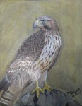 Hawk Eye, Original Fine Art. Oil Paint On Canvas. 16 20 In.. Fixed Price $127.94.