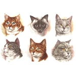 Kitten Kitty Cat Feline Animal Overglaze Waterslide Ceramic Decals. Fixed Price $9.50.