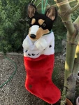 Basenji Holiday Tri Dog Christmas Sock Stocking Plush 16 Wired Ears Jingle Bell. Fixed Price $24.99.
