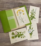 Lot Of 11 Herb And Spice Notes Current Blank Card Envelope Apple Green. Fixed Price $12.99.