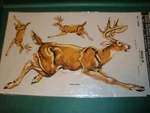 New Vintage 1977 Decorcal Hand Painted Sports & Wildlife Deer Decal W1. Fixed Price $16.99.
