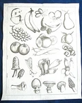 Tri-chem Artex Vegetables Fruits Cutouts Mushrooms 70S Retro Pictures Paint 1122. Fixed Price $9.75.