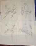 * Tri Chem 8069 Tropical Parrots Set Suede Ready To Paint Picture 4 Panels 6X8". Fixed Price $20.00.